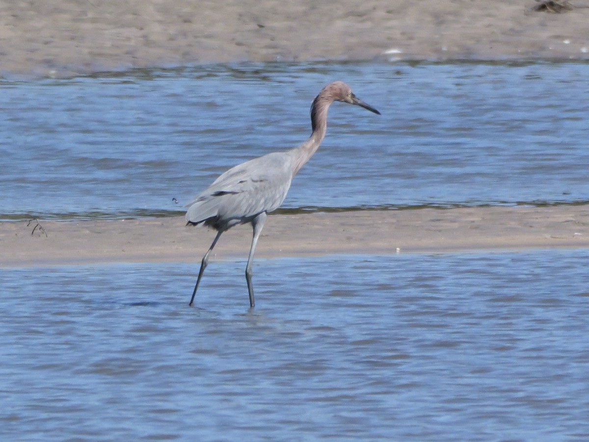 Reddish Egret - ML644545264