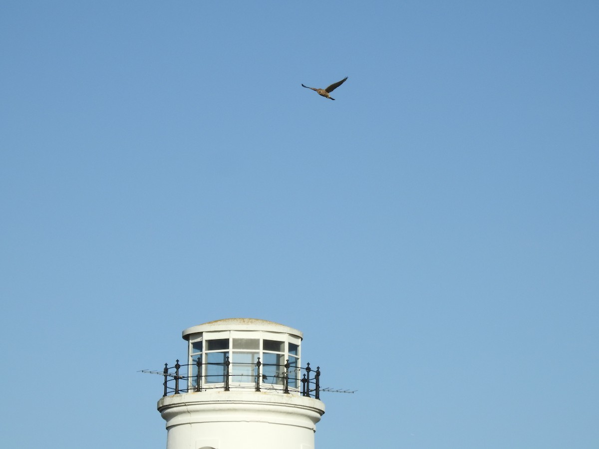 poštolka obecná - ML644545266