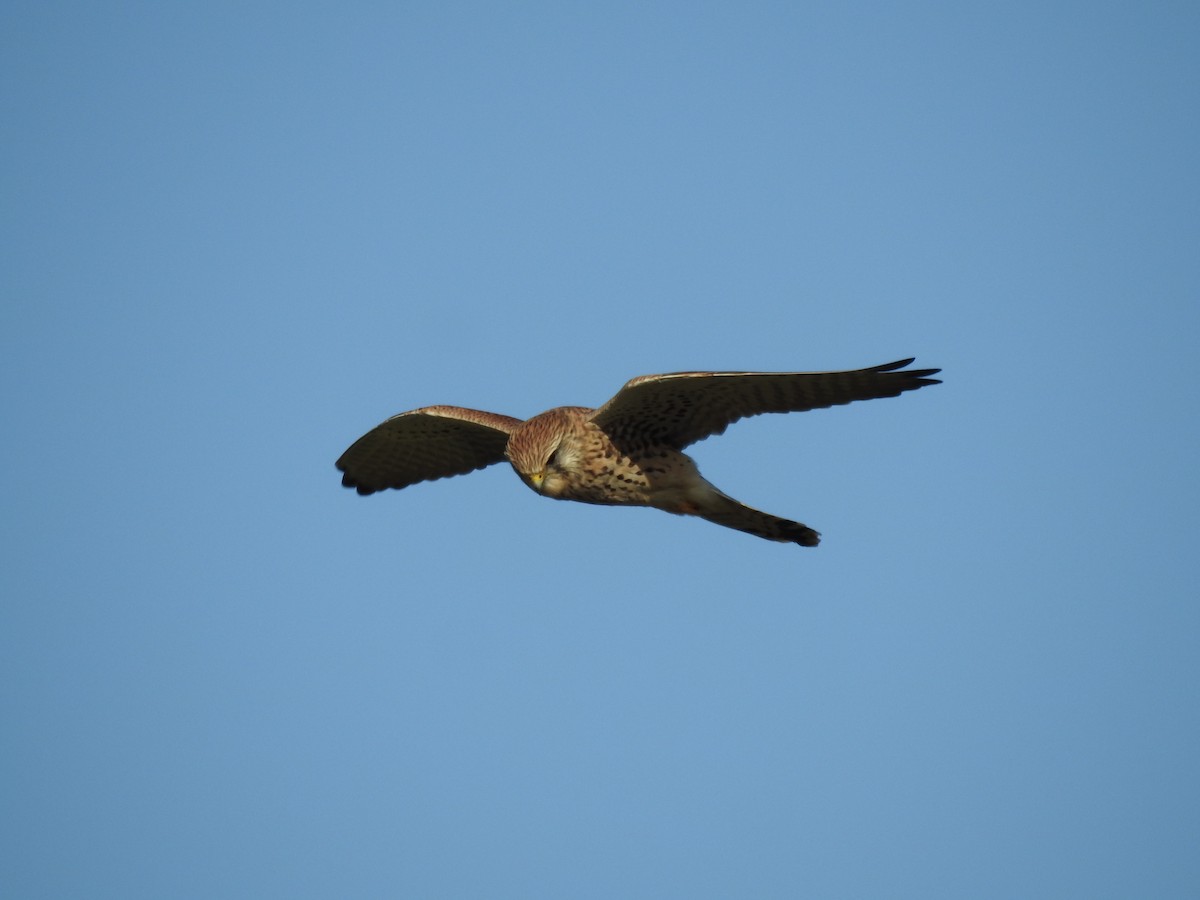 poštolka obecná - ML644545269