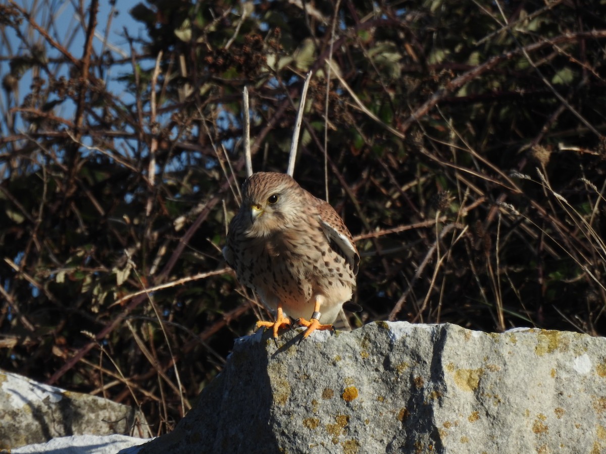 poštolka obecná - ML644545270