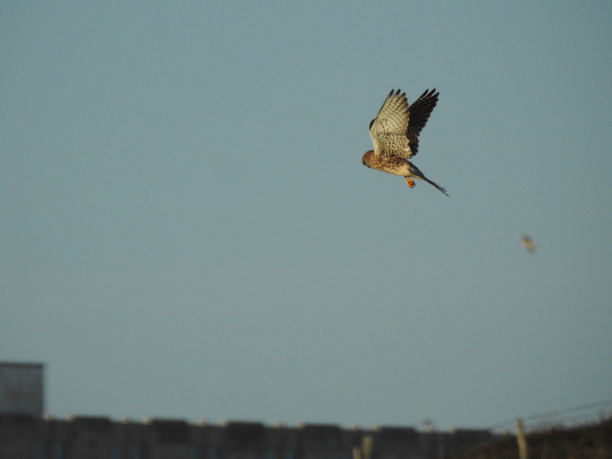 poštolka obecná - ML644545271