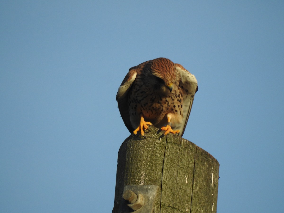 poštolka obecná - ML644545272