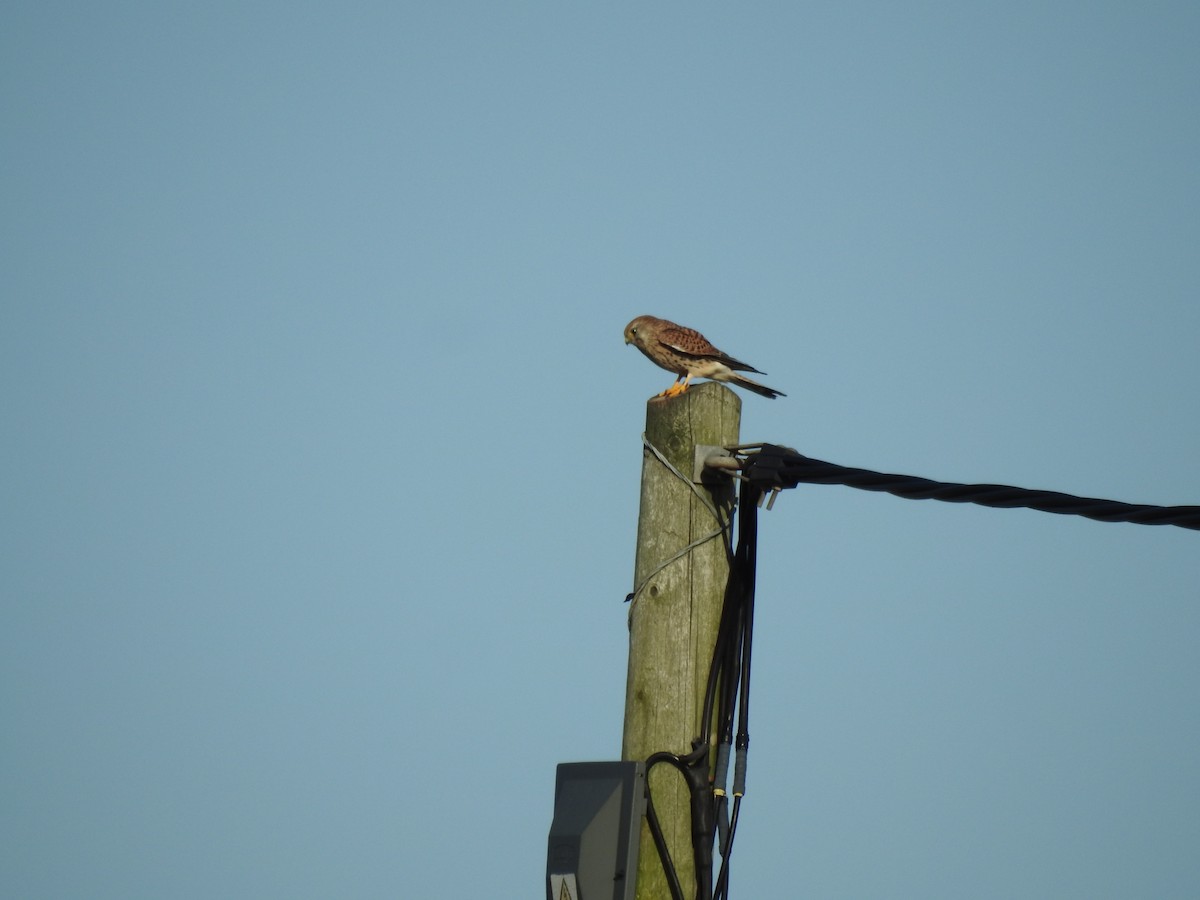 poštolka obecná - ML644545273