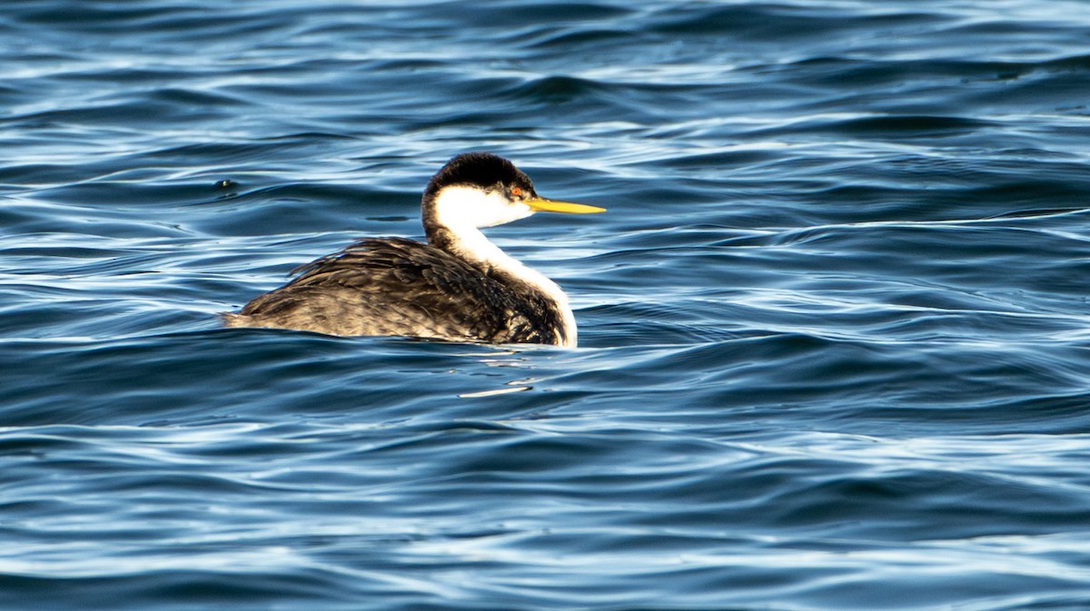 Western Grebe - ML644545274