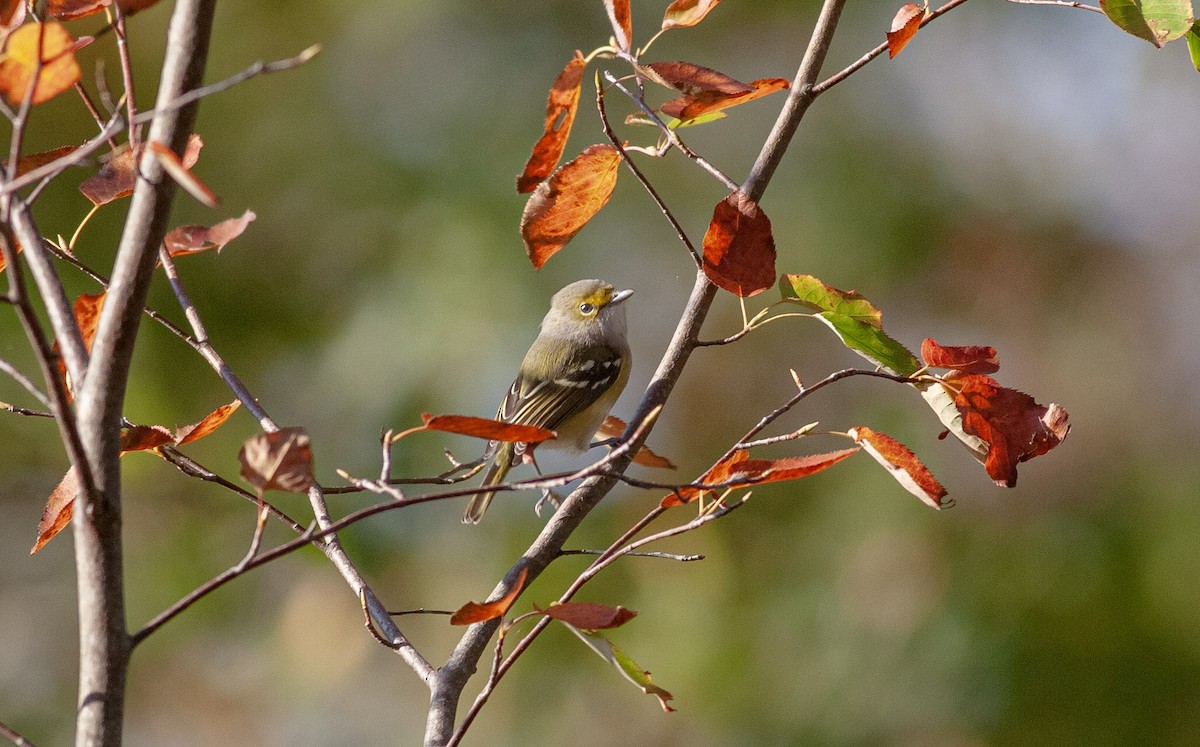 White-eyed Vireo - ML644545276