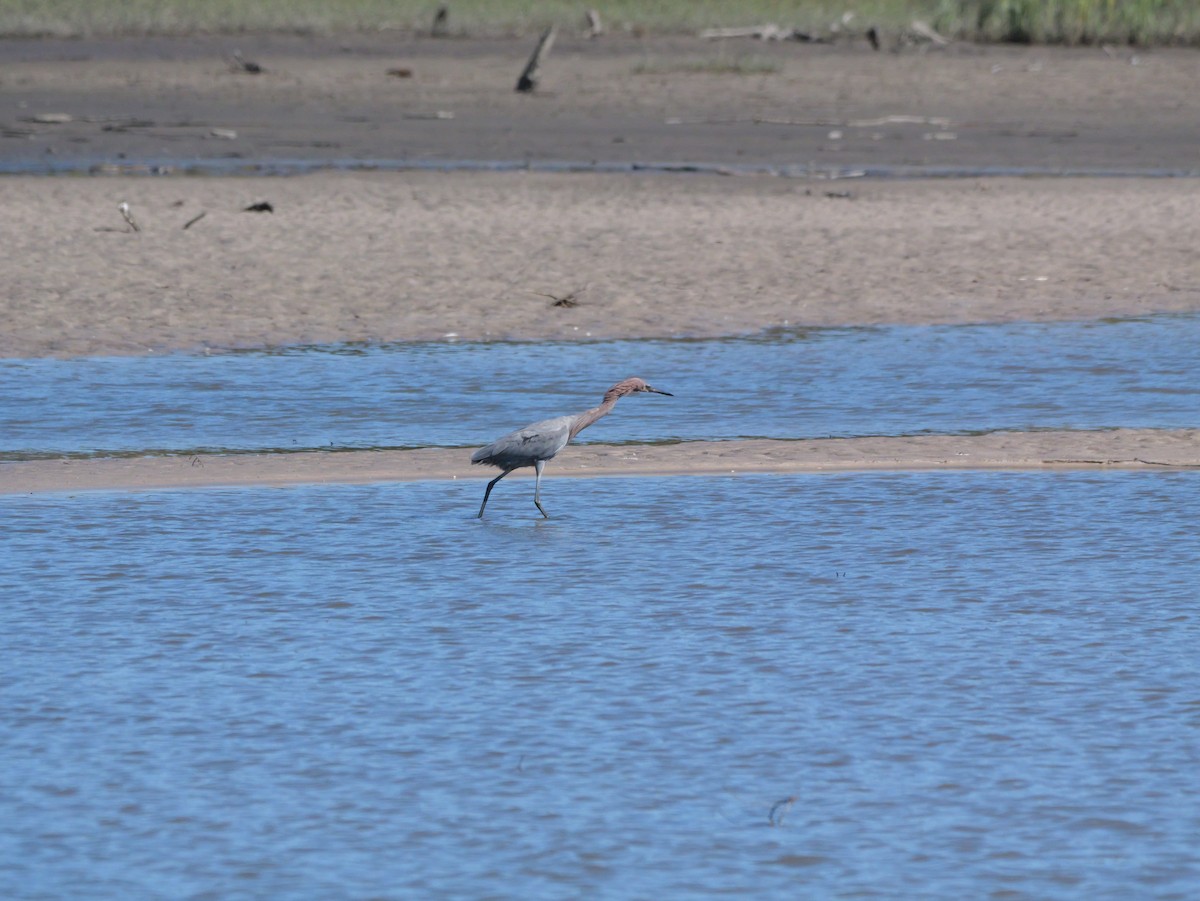 Reddish Egret - ML644545277