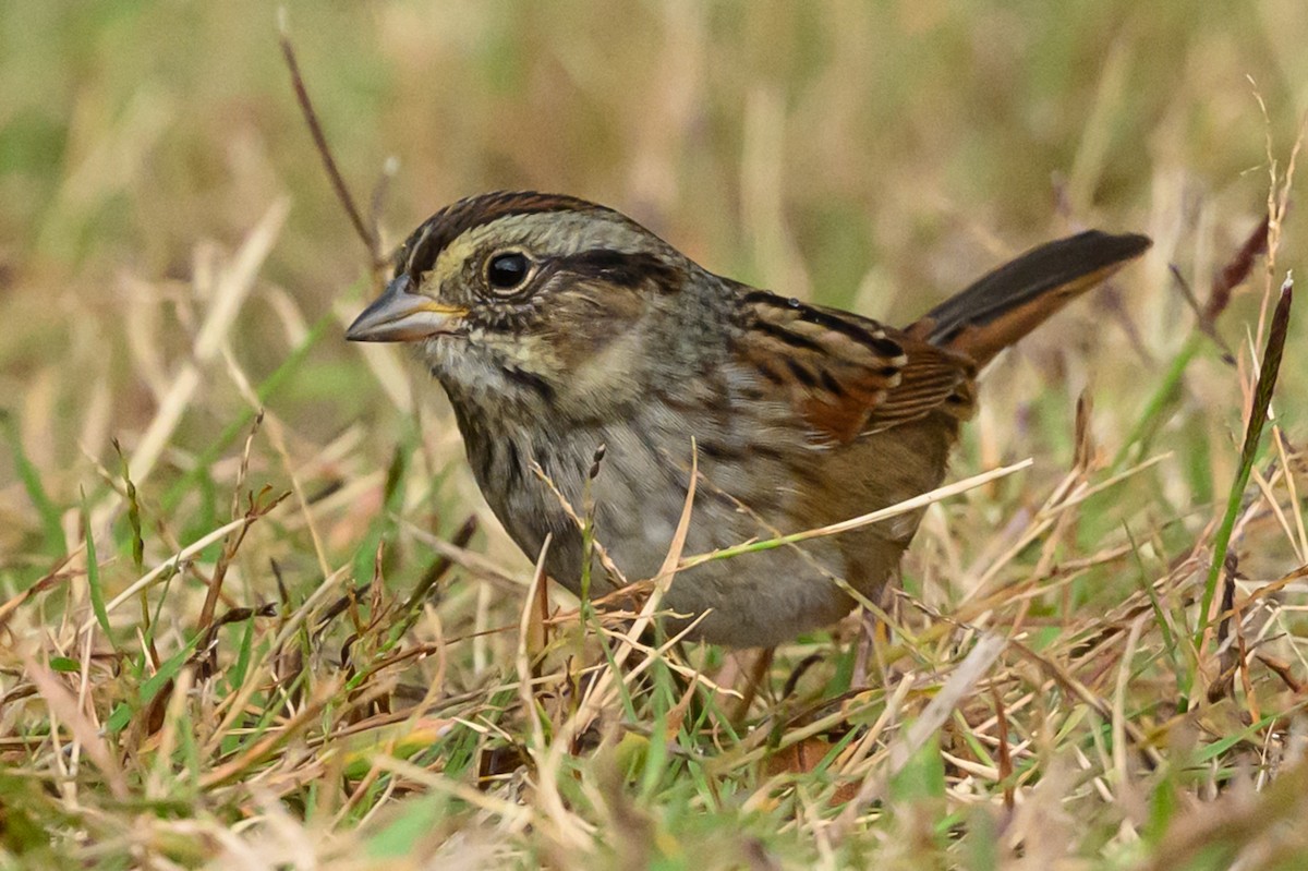 ヌマウタスズメ - ML644545279