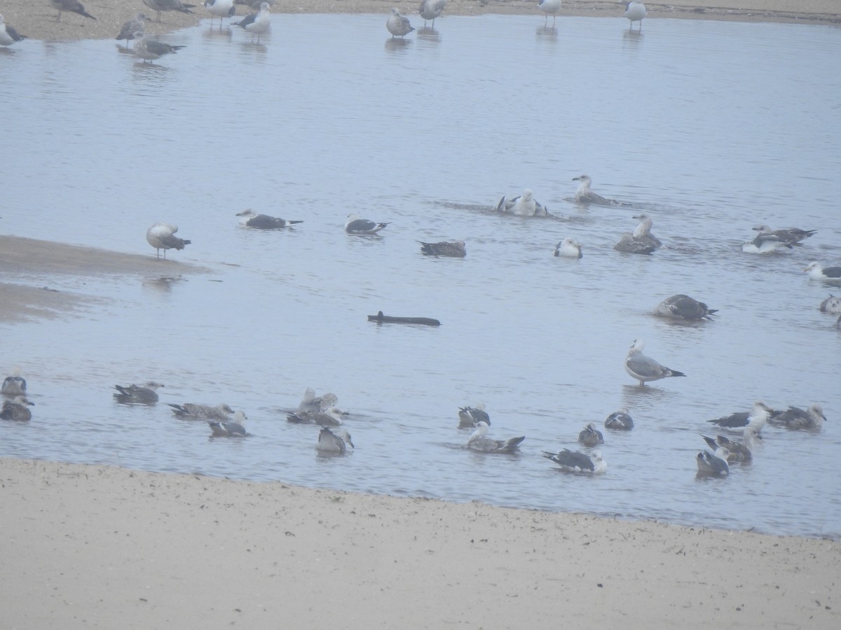 Yellow-legged/Lesser Black-backed Gull - ML644545284