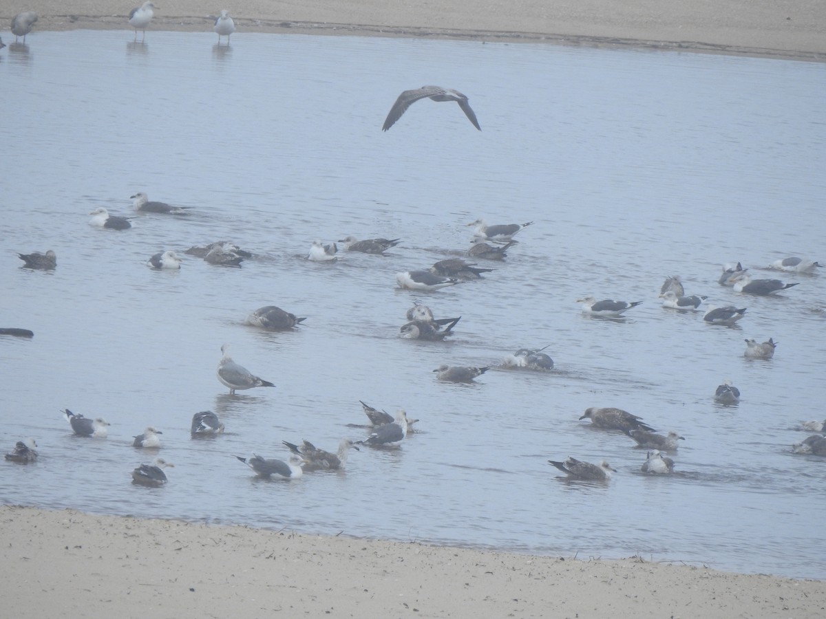 Yellow-legged/Lesser Black-backed Gull - ML644545286