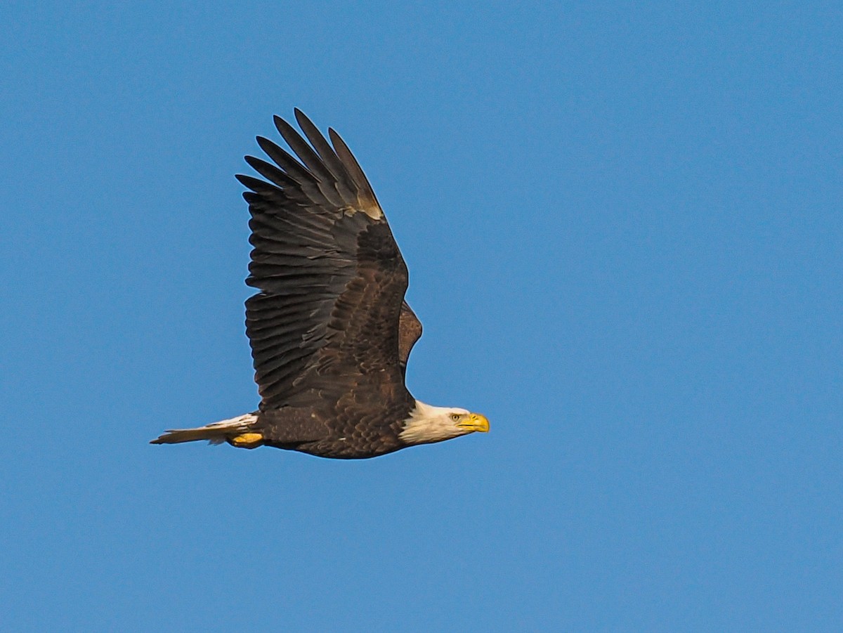 Bald Eagle - ML644545287