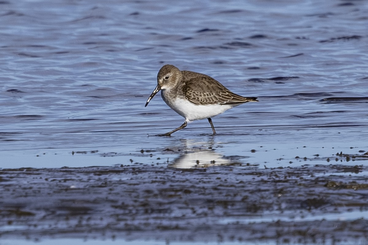 Dunlin - ML644545288