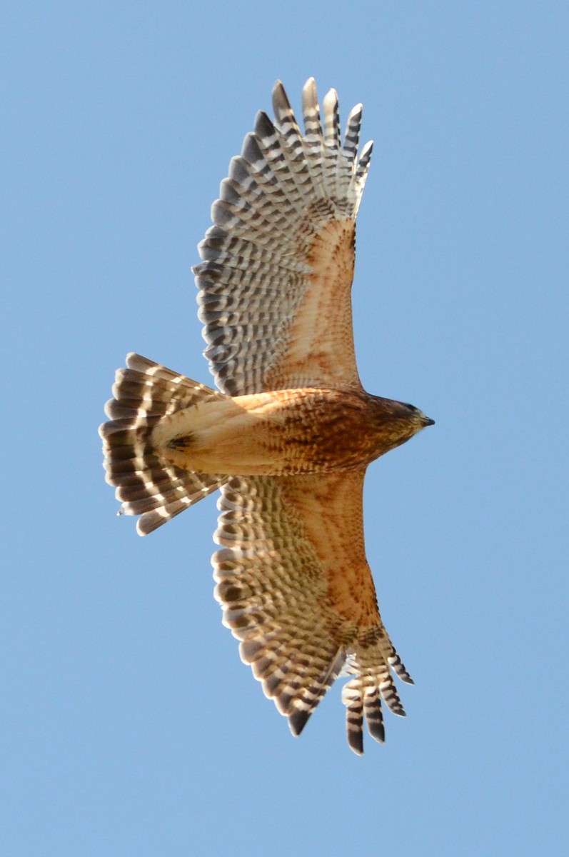 カタアカノスリ - ML644545289