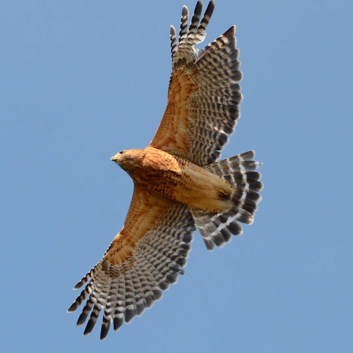 Red-shouldered Hawk - ML644545290