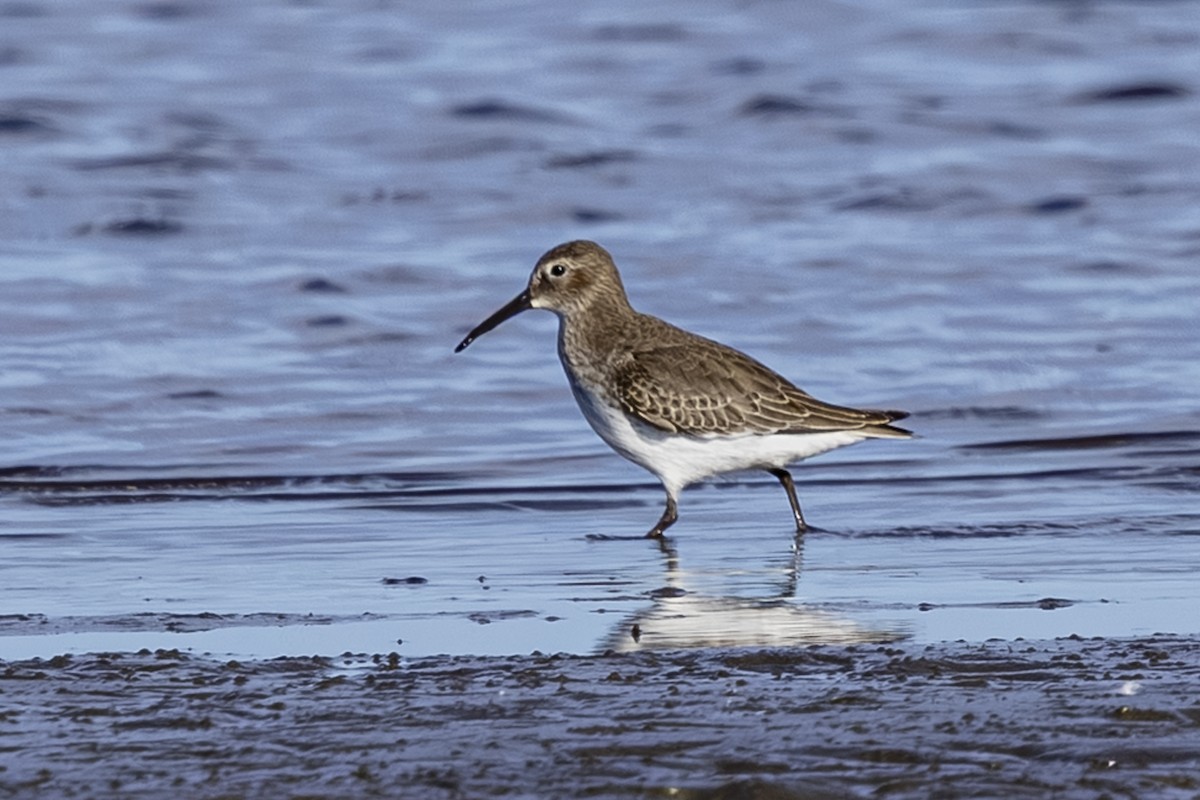 Dunlin - ML644545292