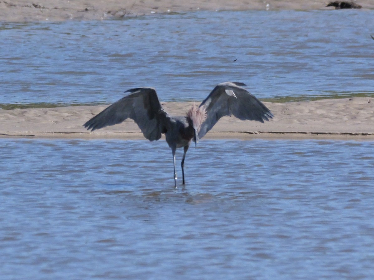 Reddish Egret - ML644545293