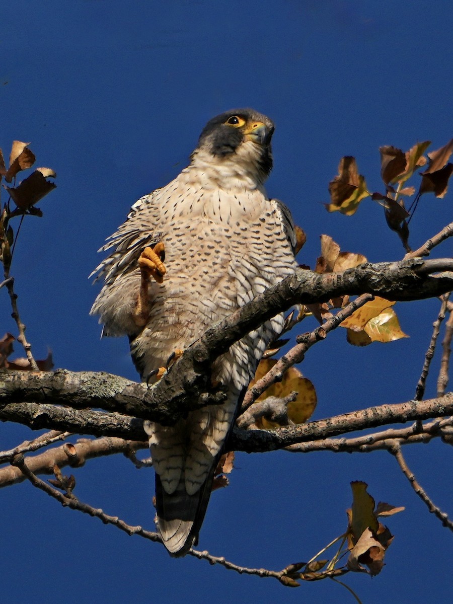 Belatz handia - ML644545294