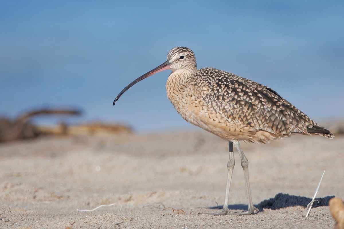 Kurlinta amerikarra - ML644545295