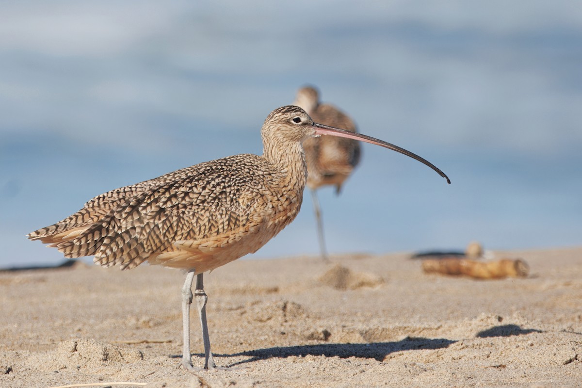 Kurlinta amerikarra - ML644545296