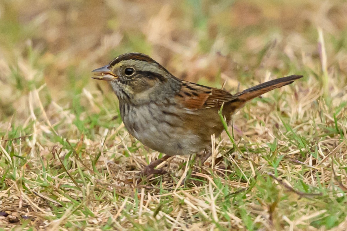 ヌマウタスズメ - ML644545297