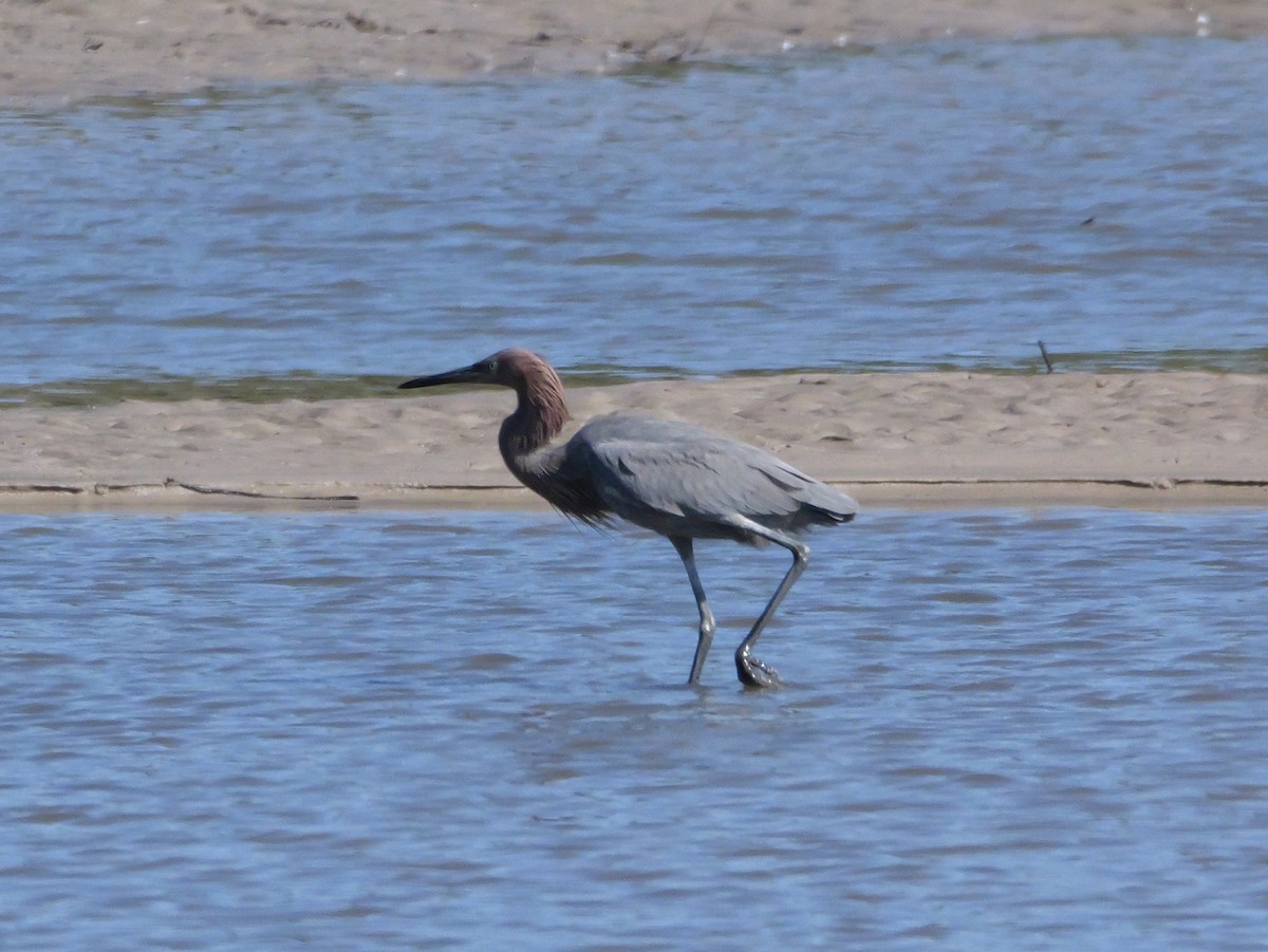 Reddish Egret - ML644545300