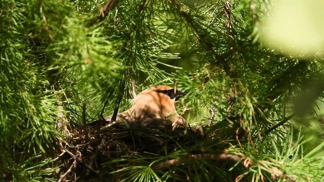 Cedar Waxwing - ML644545315