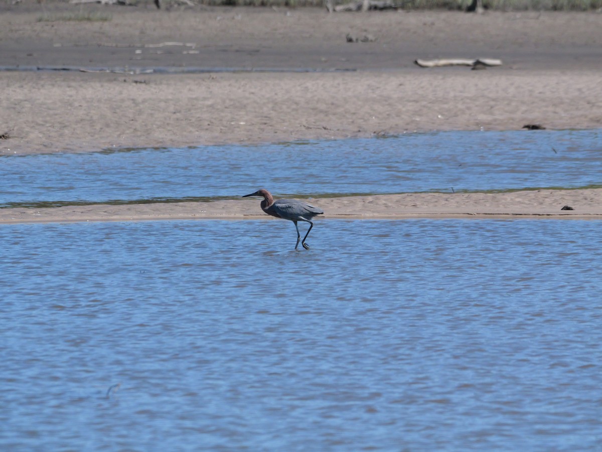 Reddish Egret - ML644545316
