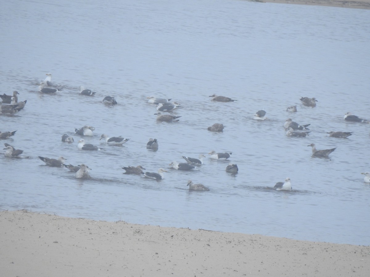 Yellow-legged/Lesser Black-backed Gull - ML644545318