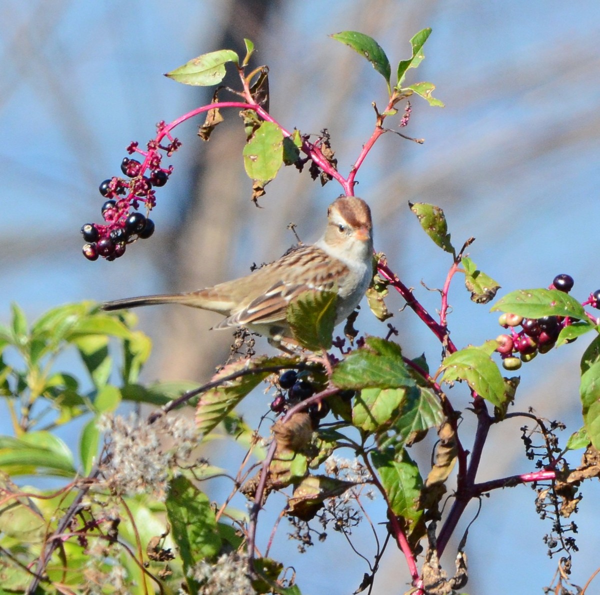 ミヤマシトド - ML644545320