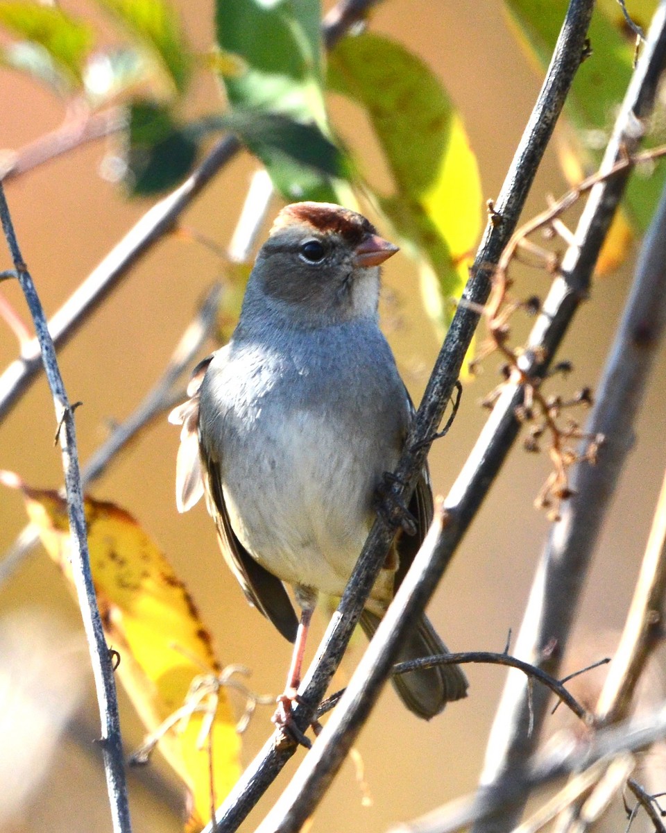 ミヤマシトド - ML644545321