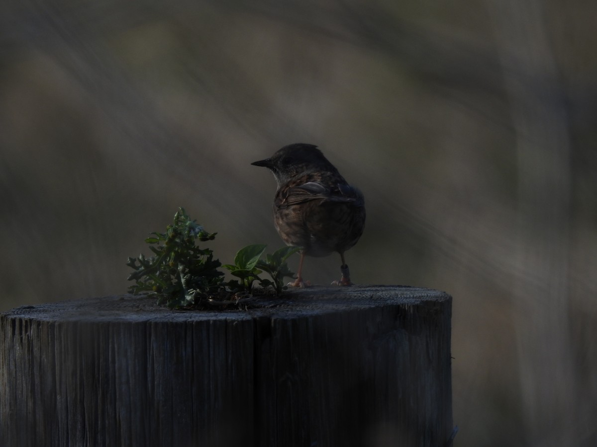 Dunnock - ML644545323