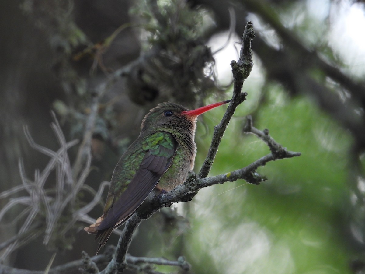Saphir à queue d'or - ML644545325