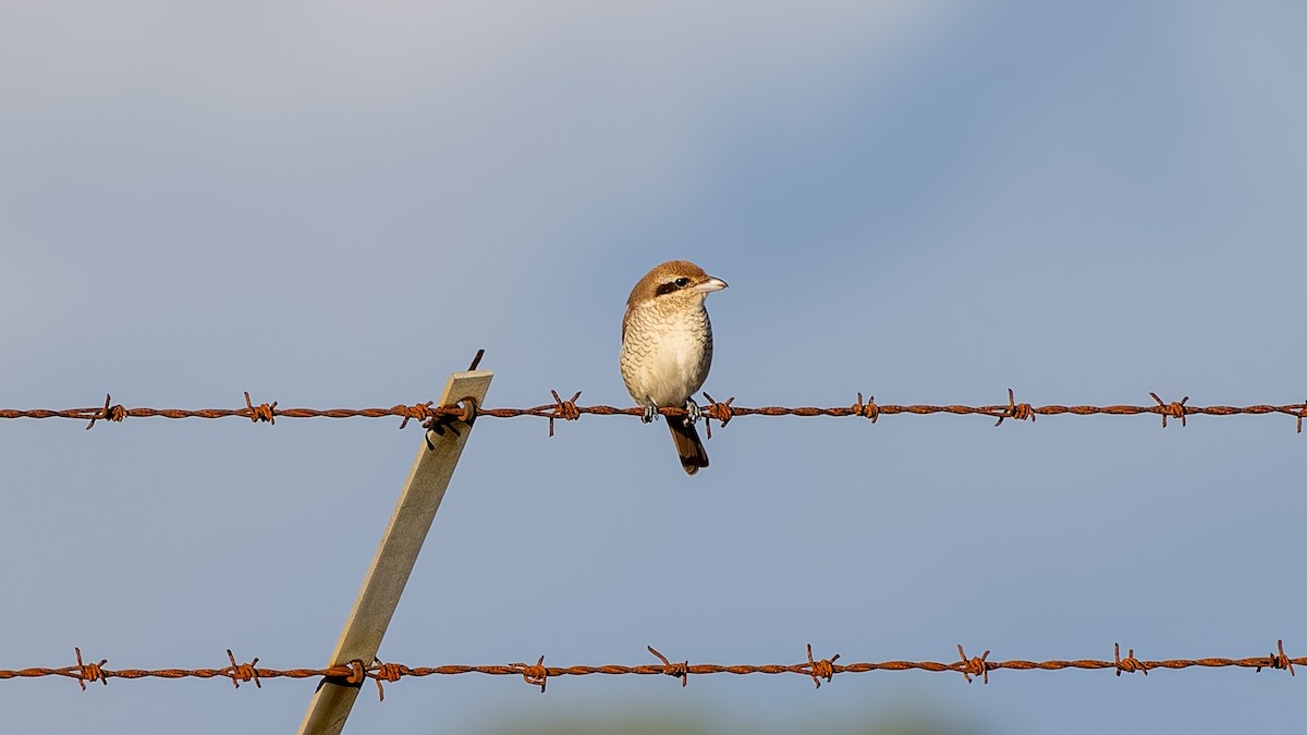 Brown Shrike - ML644545328