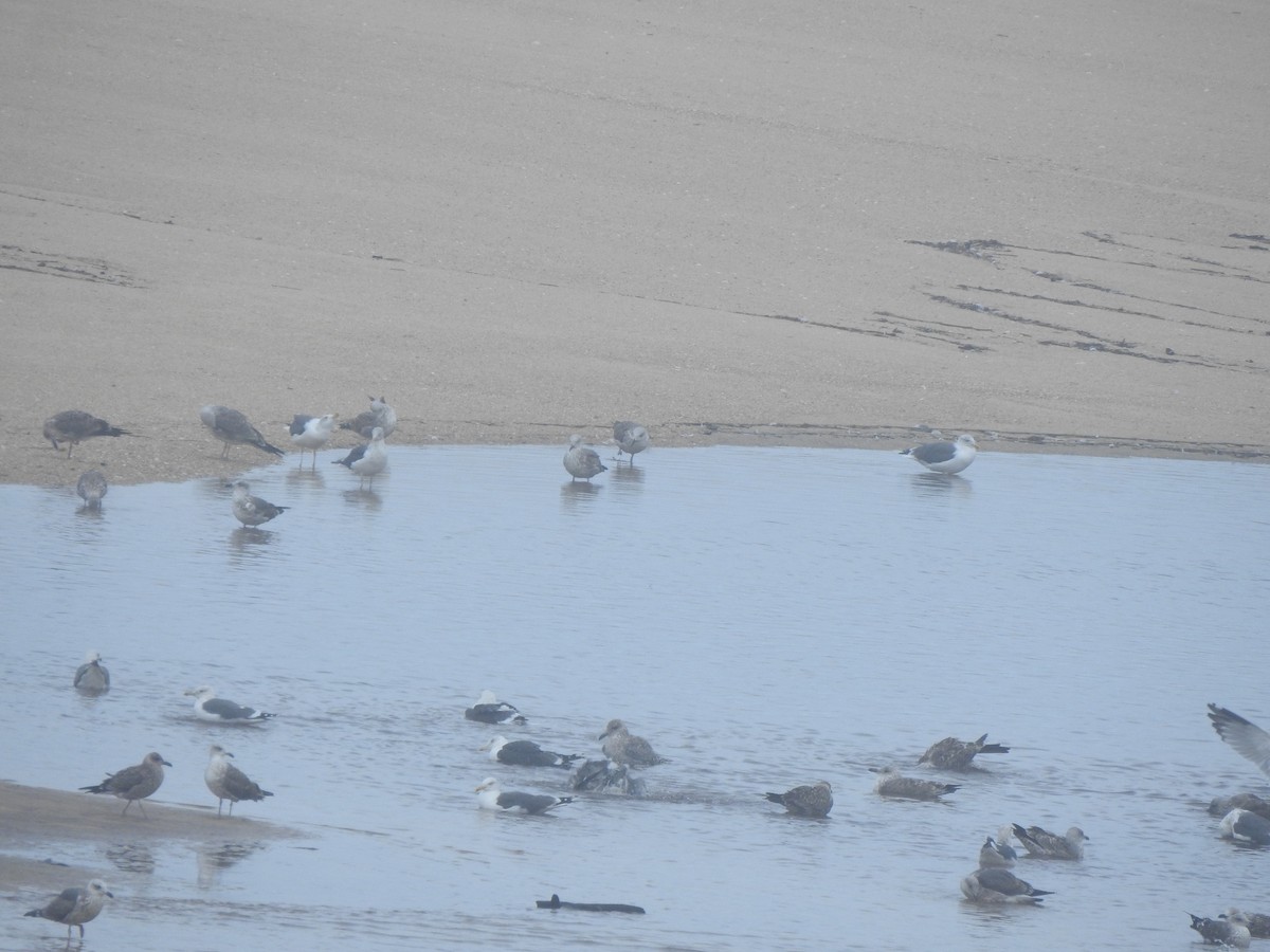 Yellow-legged/Lesser Black-backed Gull - ML644545331