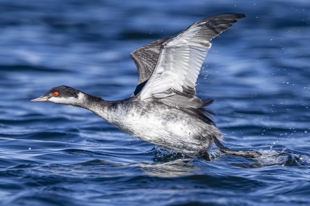 טבלן בינוני - ML644545336