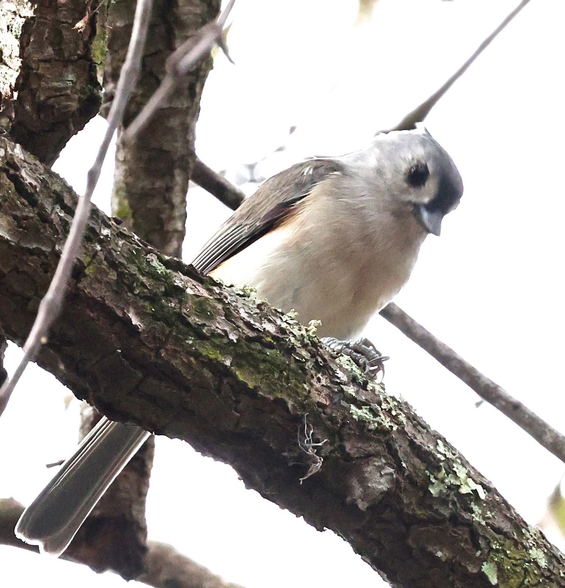 Herrerillo Bicolor - ML644545338