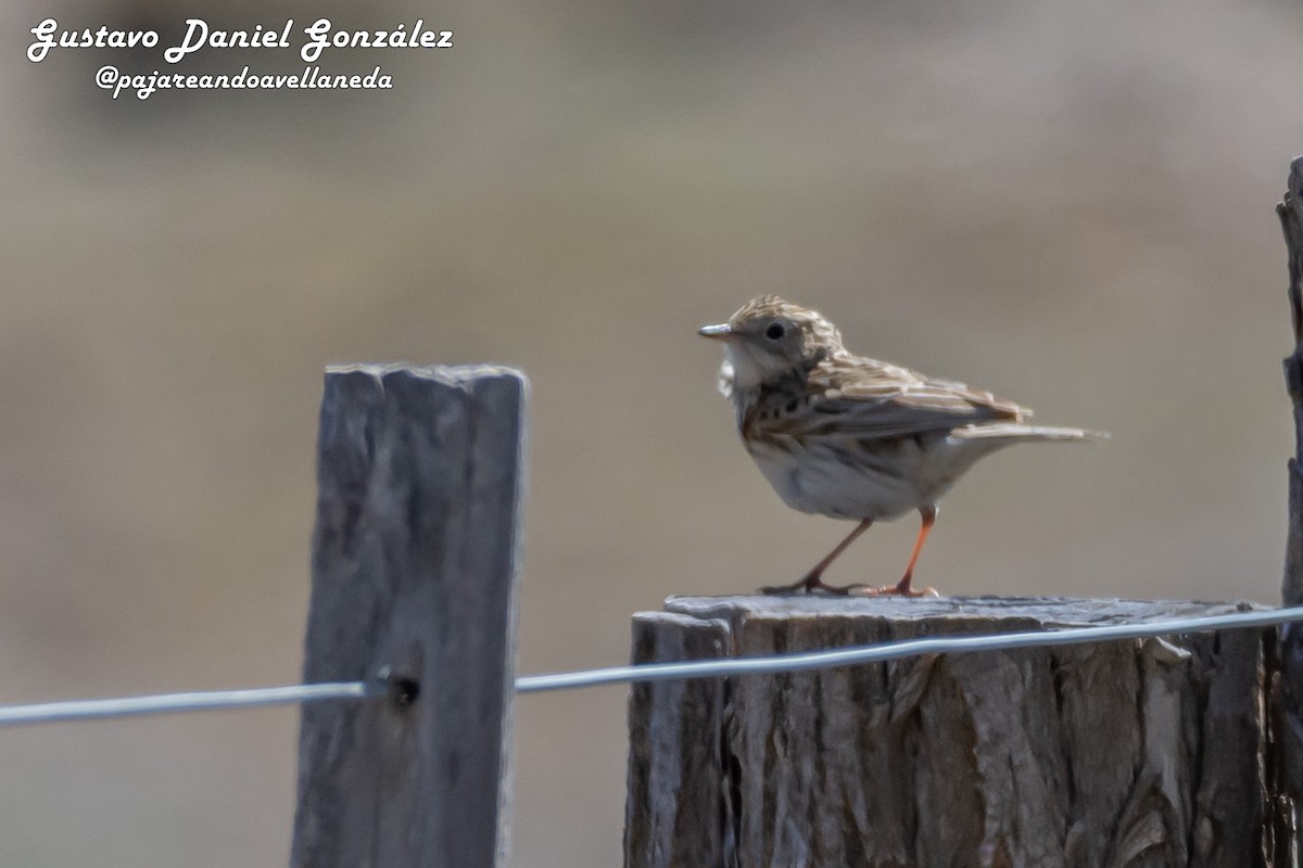 Correndera Pipit - ML644545340
