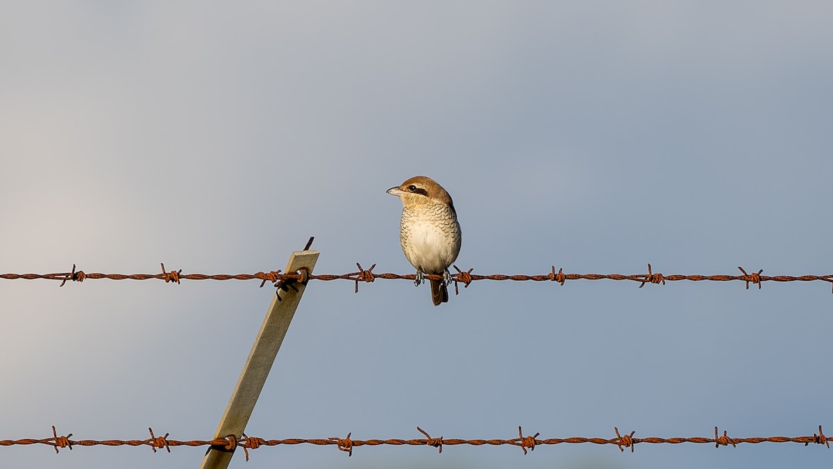 Brown Shrike - ML644545342