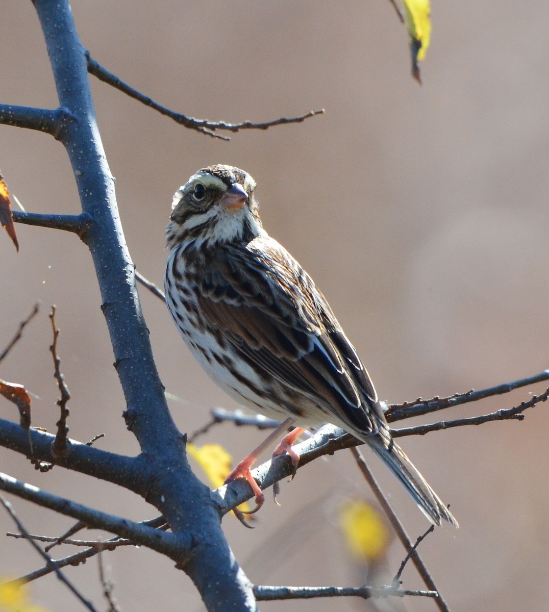 サバンナシトド - ML644545343