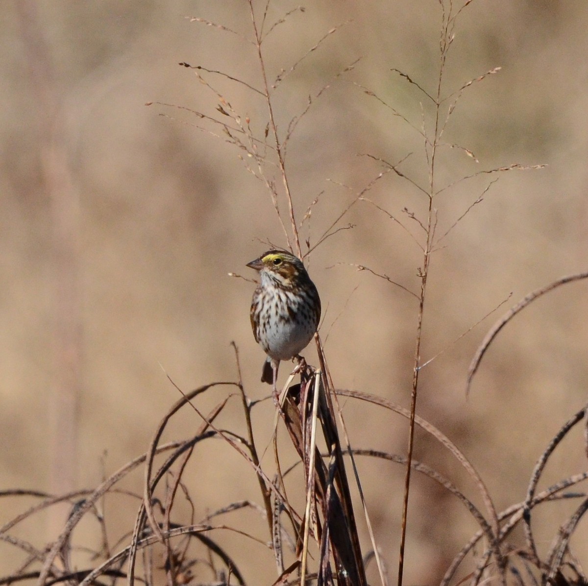 サバンナシトド - ML644545344