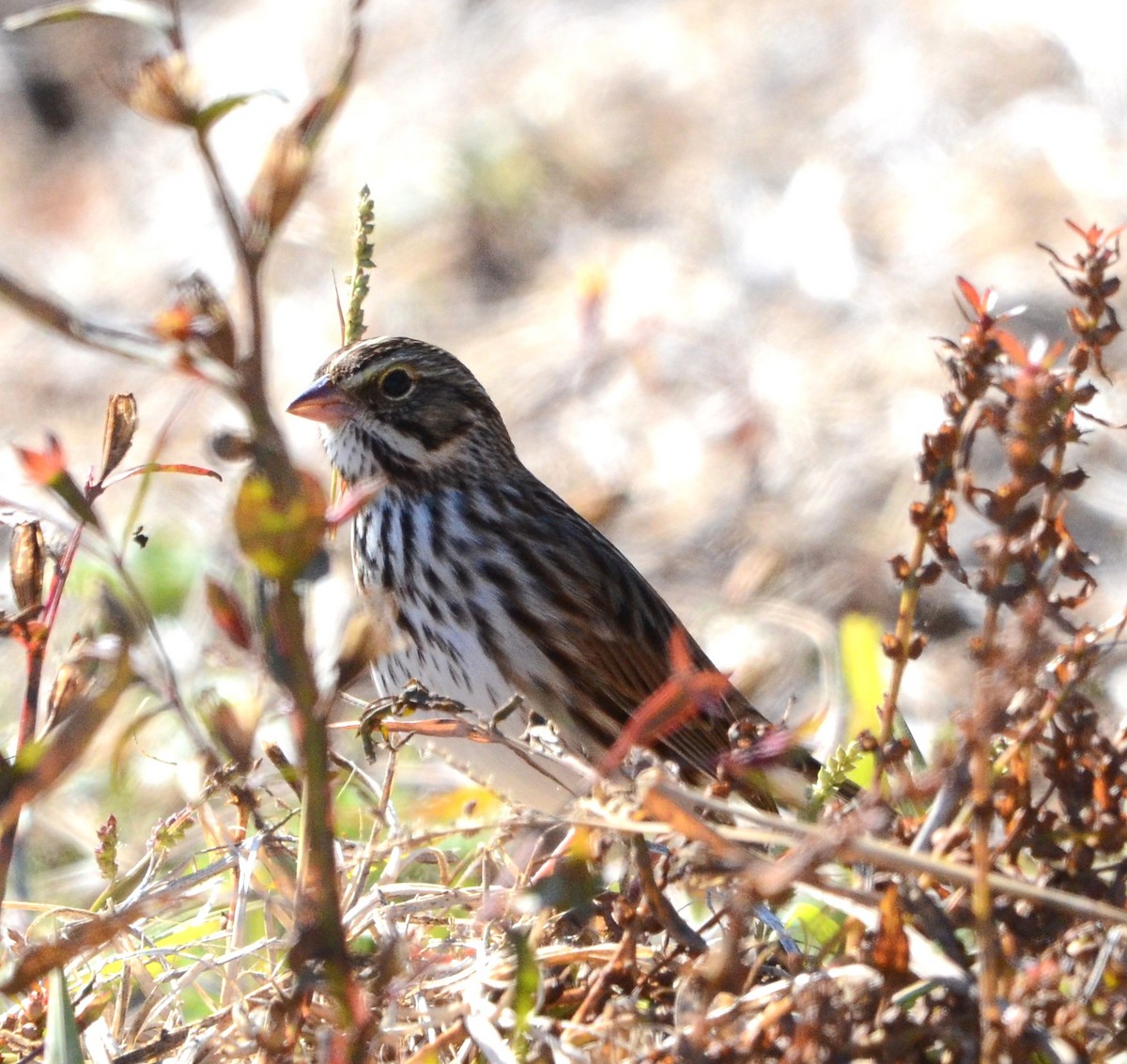 サバンナシトド - ML644545345