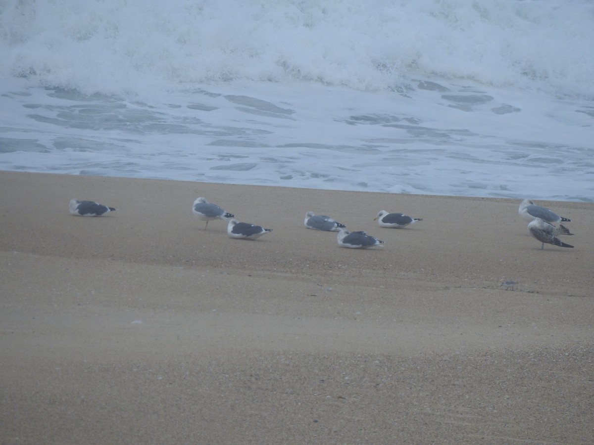 Yellow-legged/Lesser Black-backed Gull - ML644545346