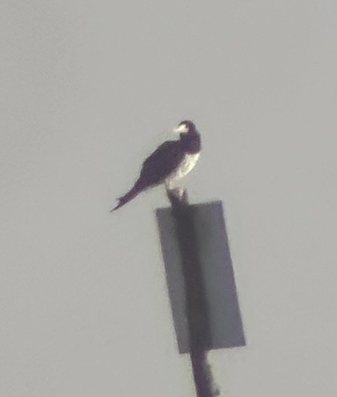 brunsule - ML644545347