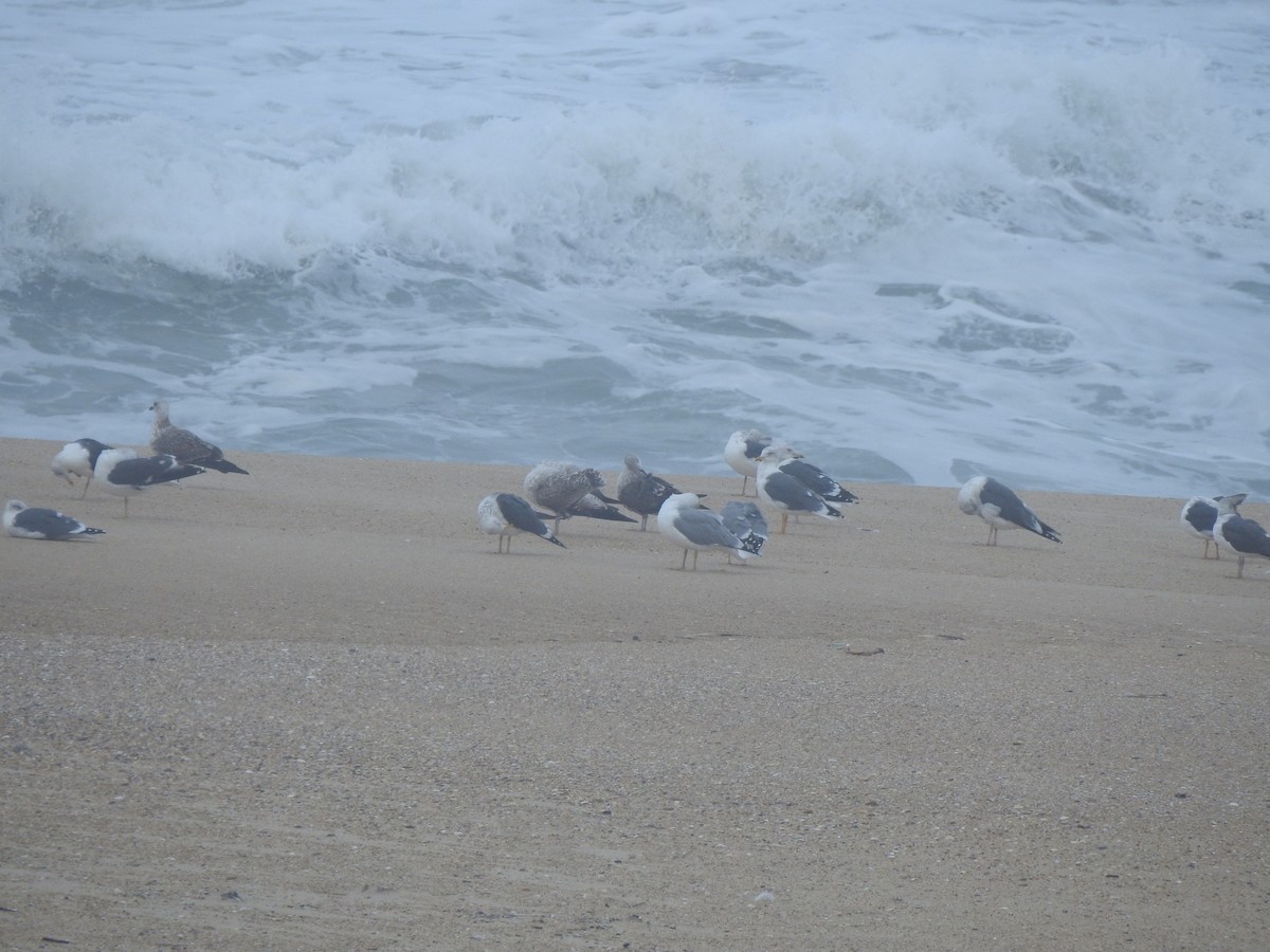Yellow-legged/Lesser Black-backed Gull - ML644545353