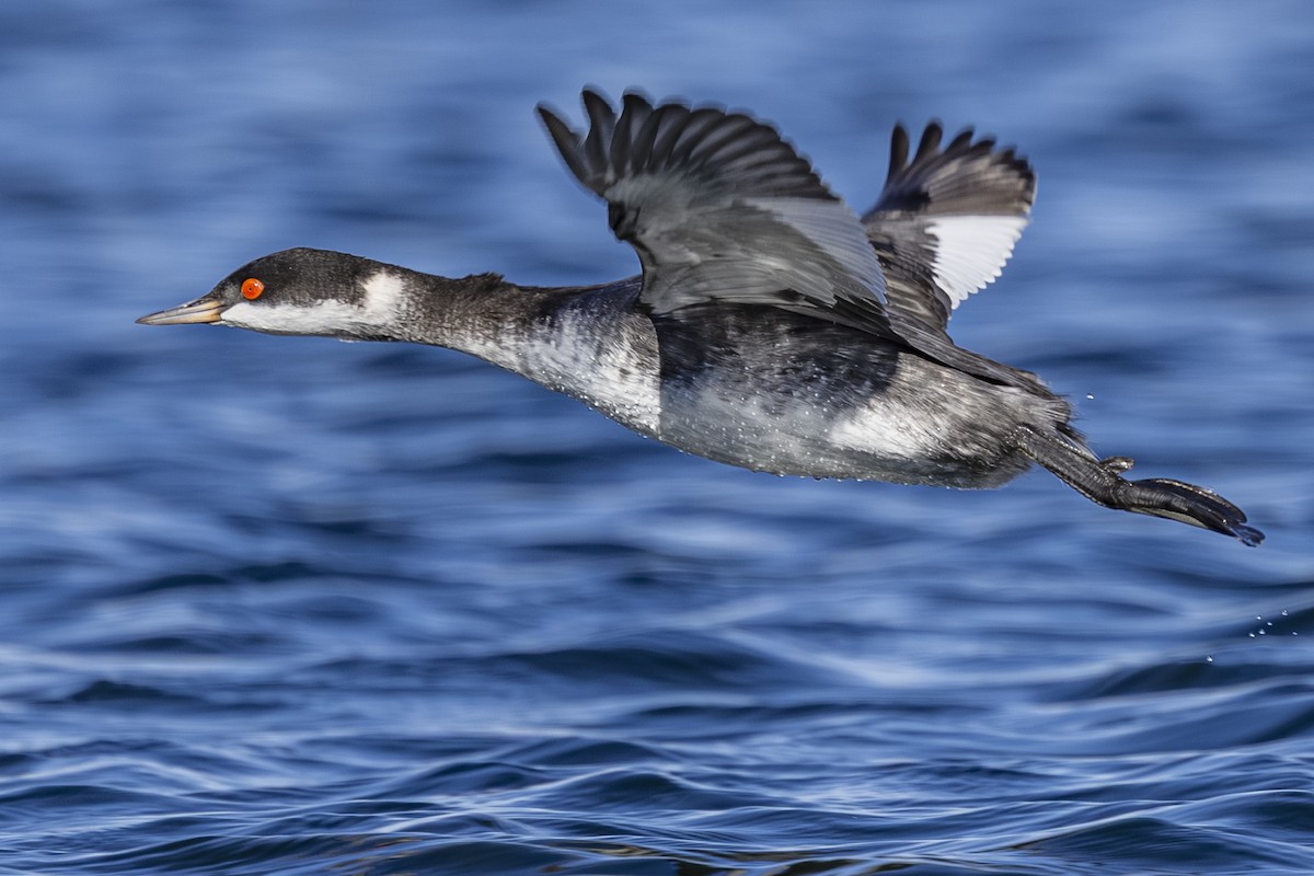 טבלן בינוני - ML644545355