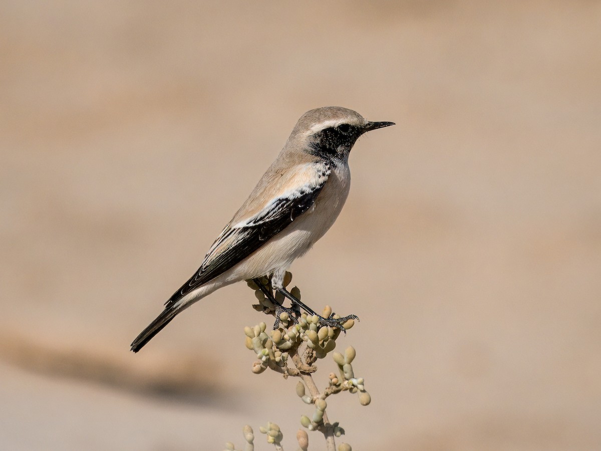 Traquet du désert - ML644545356