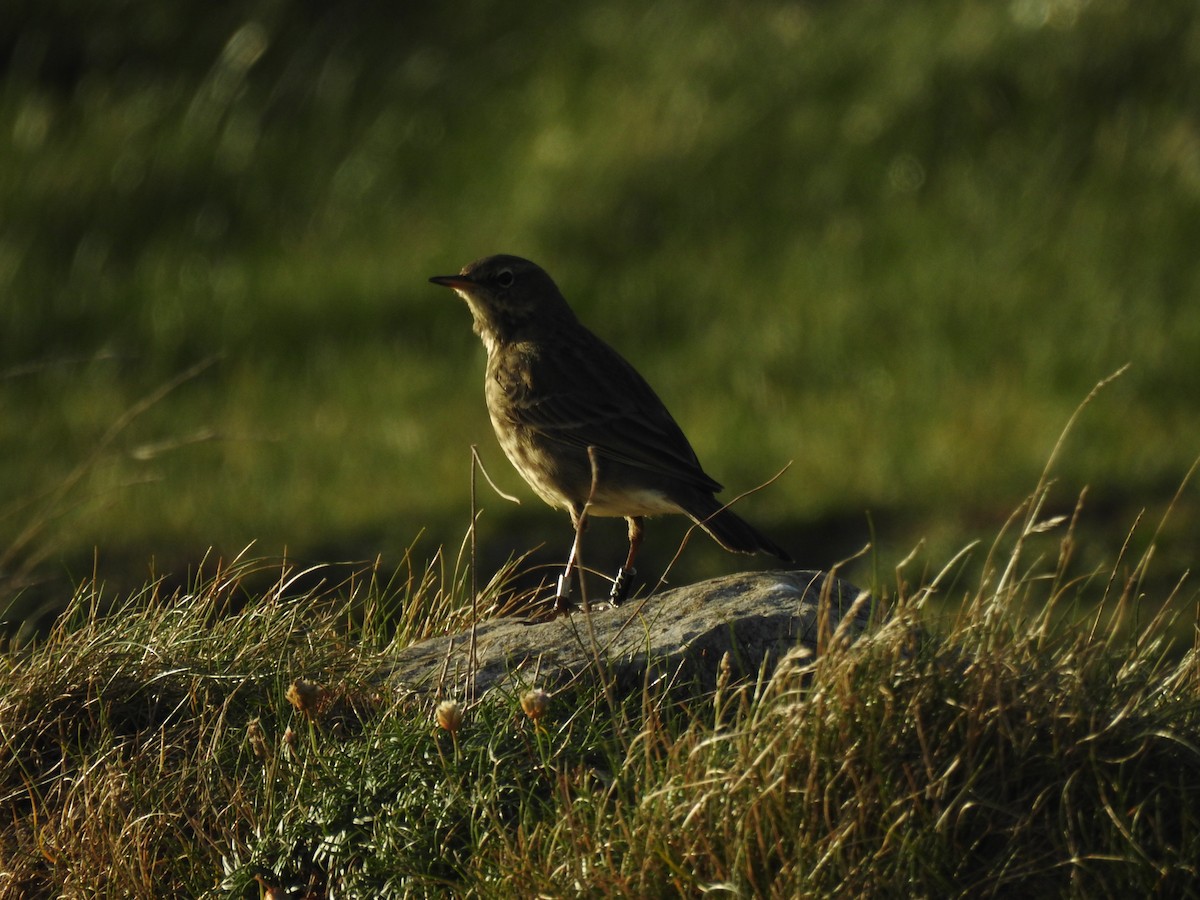 Bisbita Costero - ML644545357