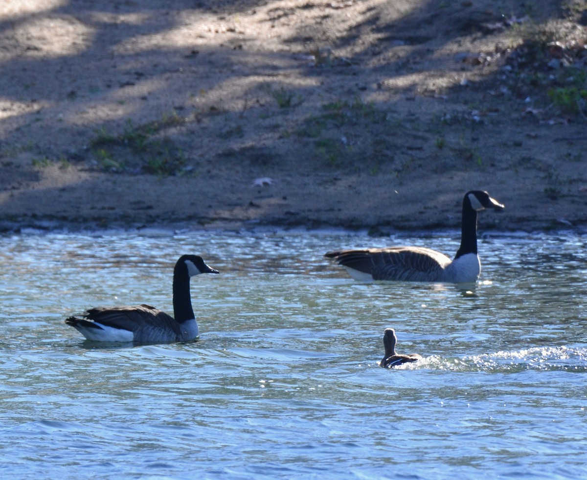 Bernache du Canada - ML644545361