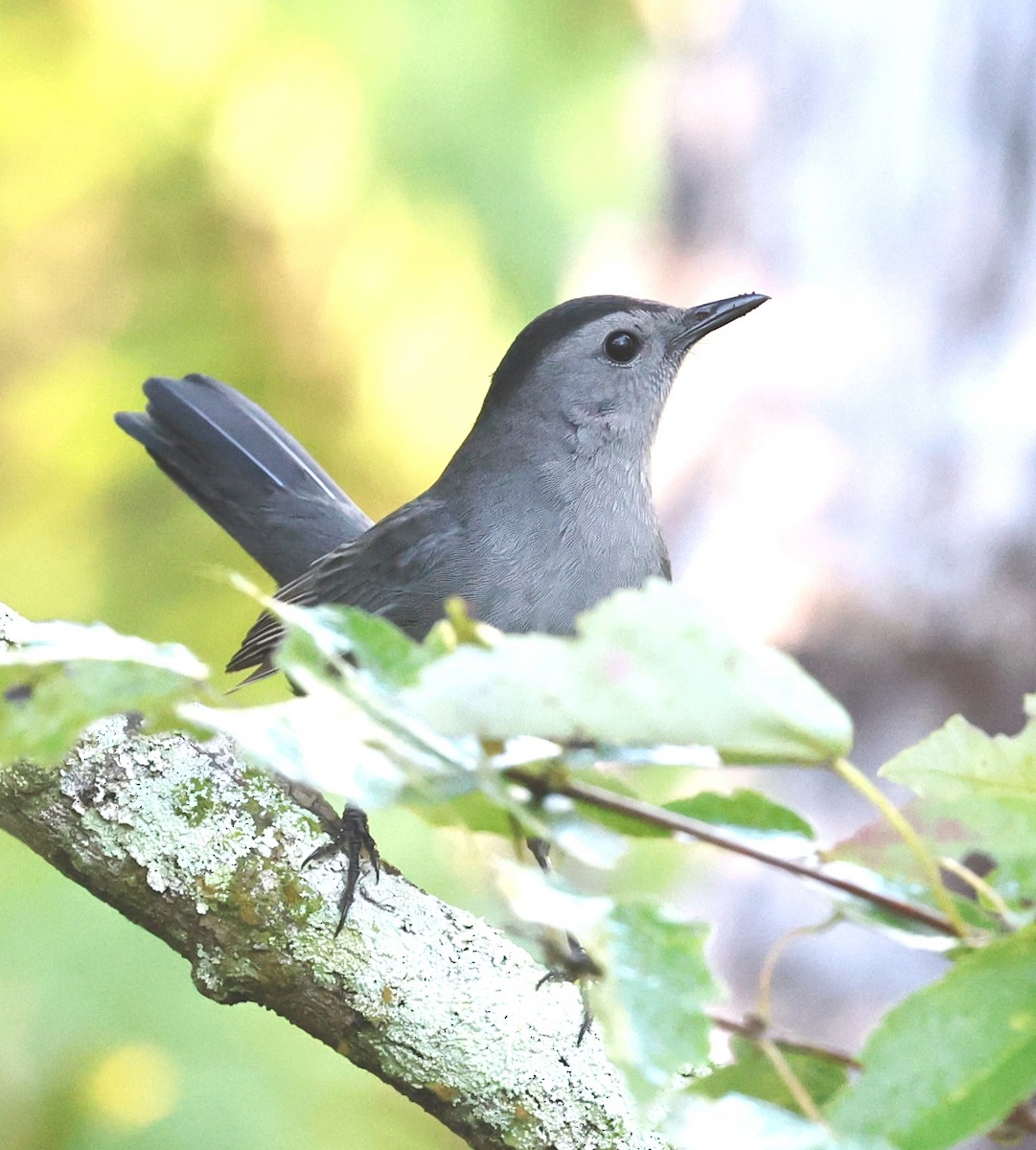 Pájaro Gato Gris - ML644545362