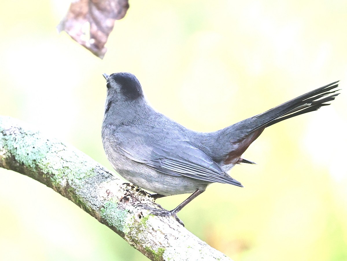 Pájaro Gato Gris - ML644545363