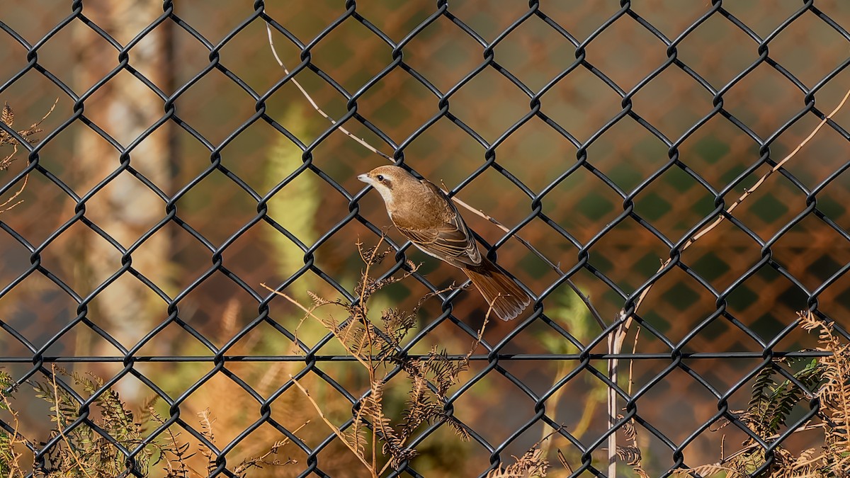 Brown Shrike - ML644545365